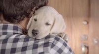 Acest videoclip ne arată iubirea necondiționată pe care ne-o poartă cel mai loial prieten al nostru, câinele.