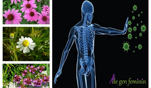 Trei plante care te ajută să îți fortifici organismul și imunitatea