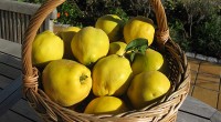 Aceste fructe aromate ne ajută să slăbim, ne întăresc sistemul imunitar și astfel ne feresc de răcelile sezoniere. Însă lista numeroaselor beneficii nu se oprește aici!