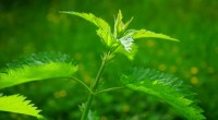 Cu acțiuni puternic revigorante și tonice, urzica este una dintre cele mai benefice plante medicinale. Vezi ce trebuie să știi despre această superplantă!