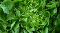 Știai că salata verde calmează nervii și induce rapid o senzație de sațietate? Însă, beneficiile acesteia nu se opresc aici! Află tot ce trebuie să știi despre salata verde.